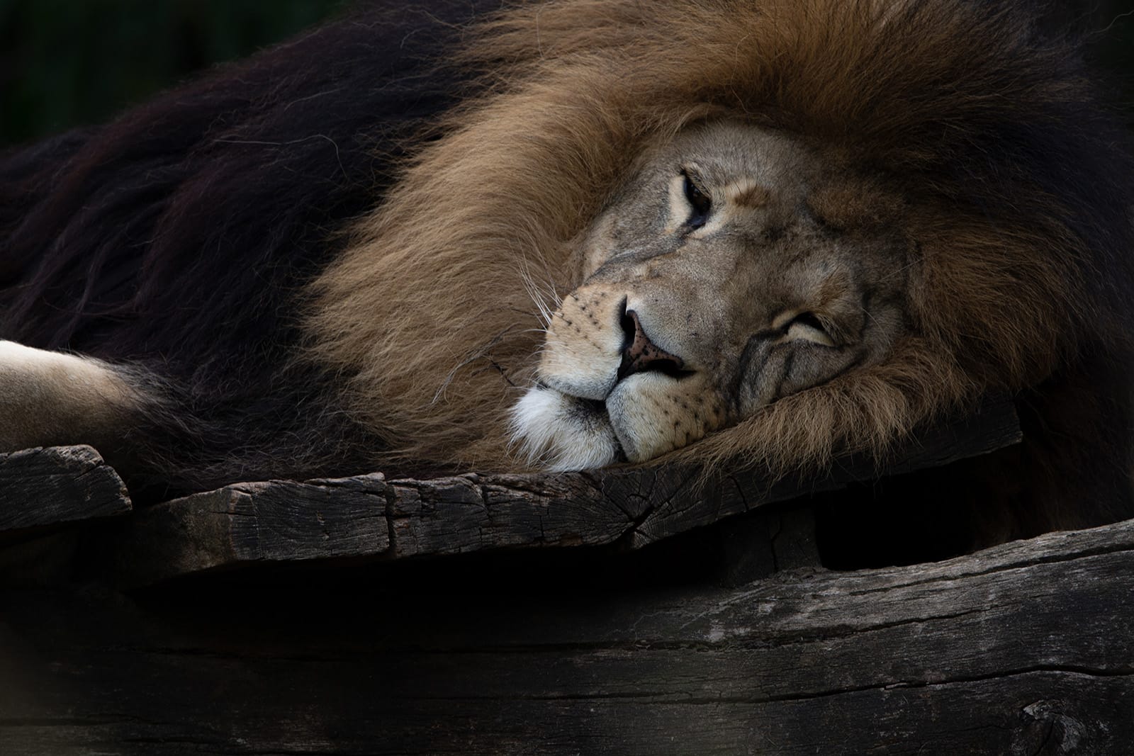 sommeil-lion-sleepyl